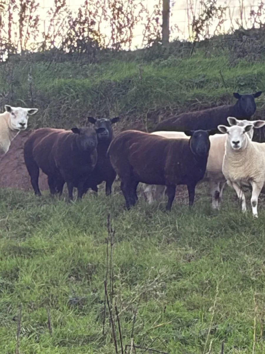 Texel and Dutch cross hoggets - Image 3