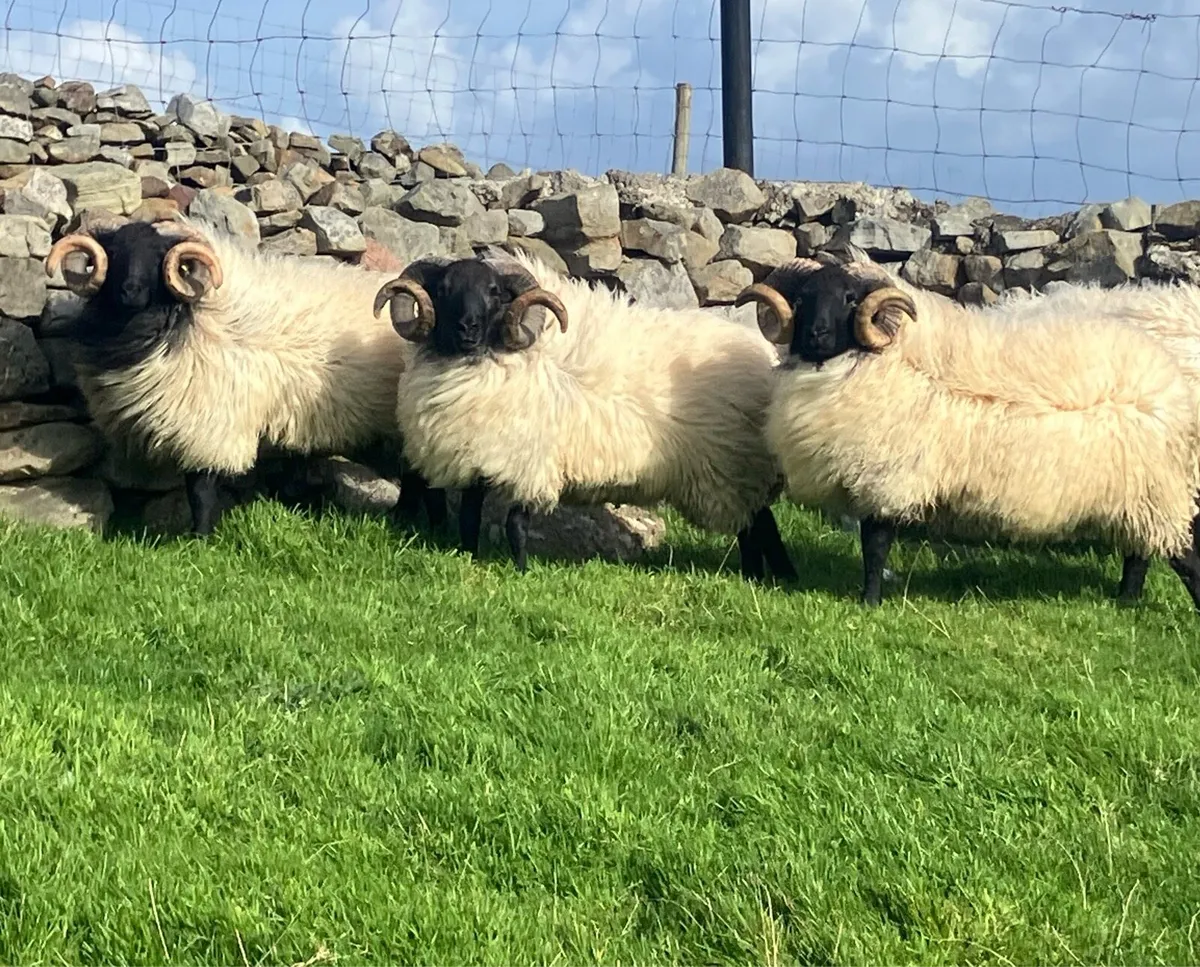 Mayo blackface mountain Rams - Image 1