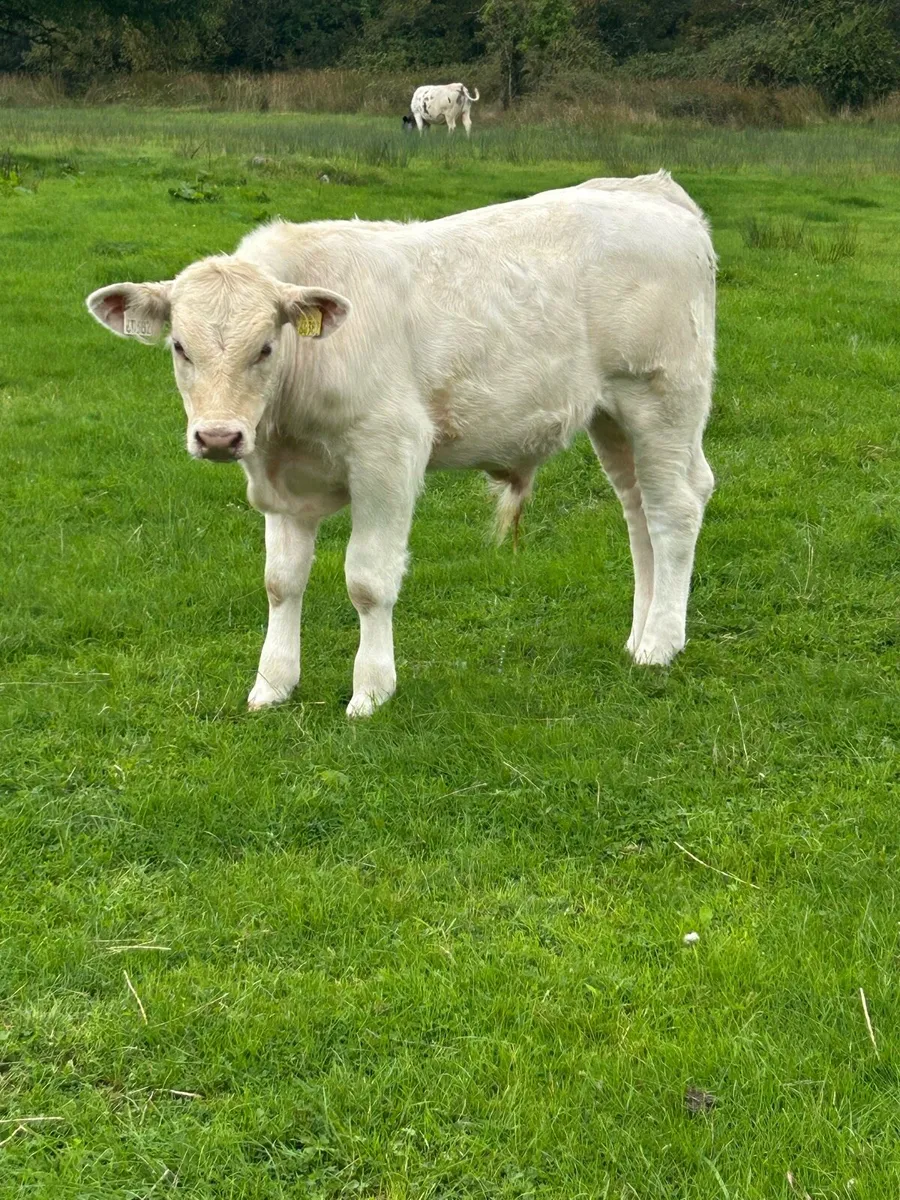 Super Golden Charolais Bull Weanling - Image 1