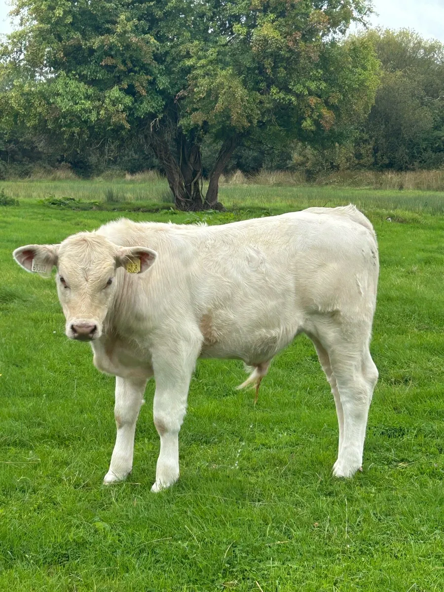 Super Golden Charolais Bull Weanling - Image 2