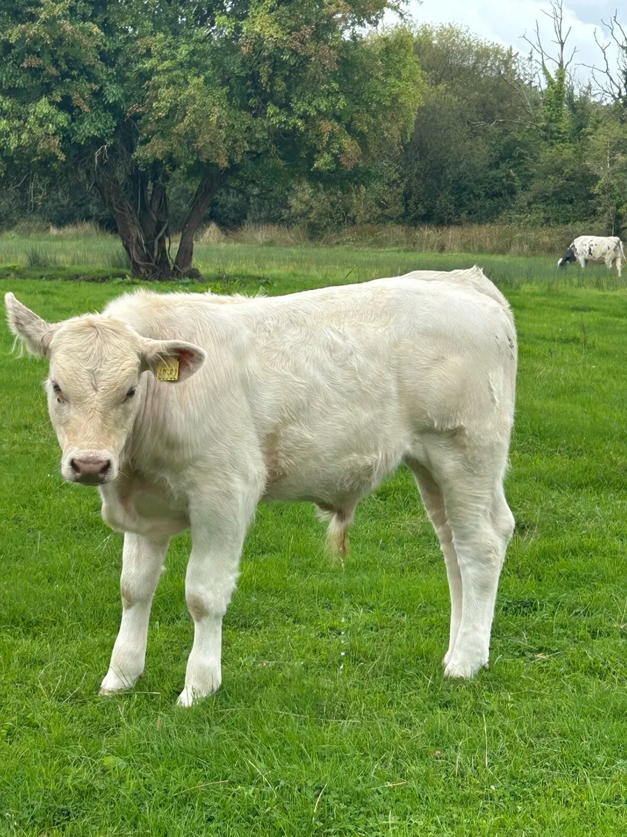 Super Golden Charolais Bull Weanling - Image 3