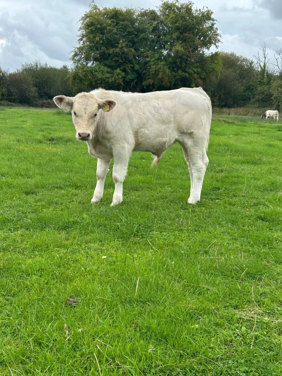 Super Golden Charolais Bull Weanling - Image 4