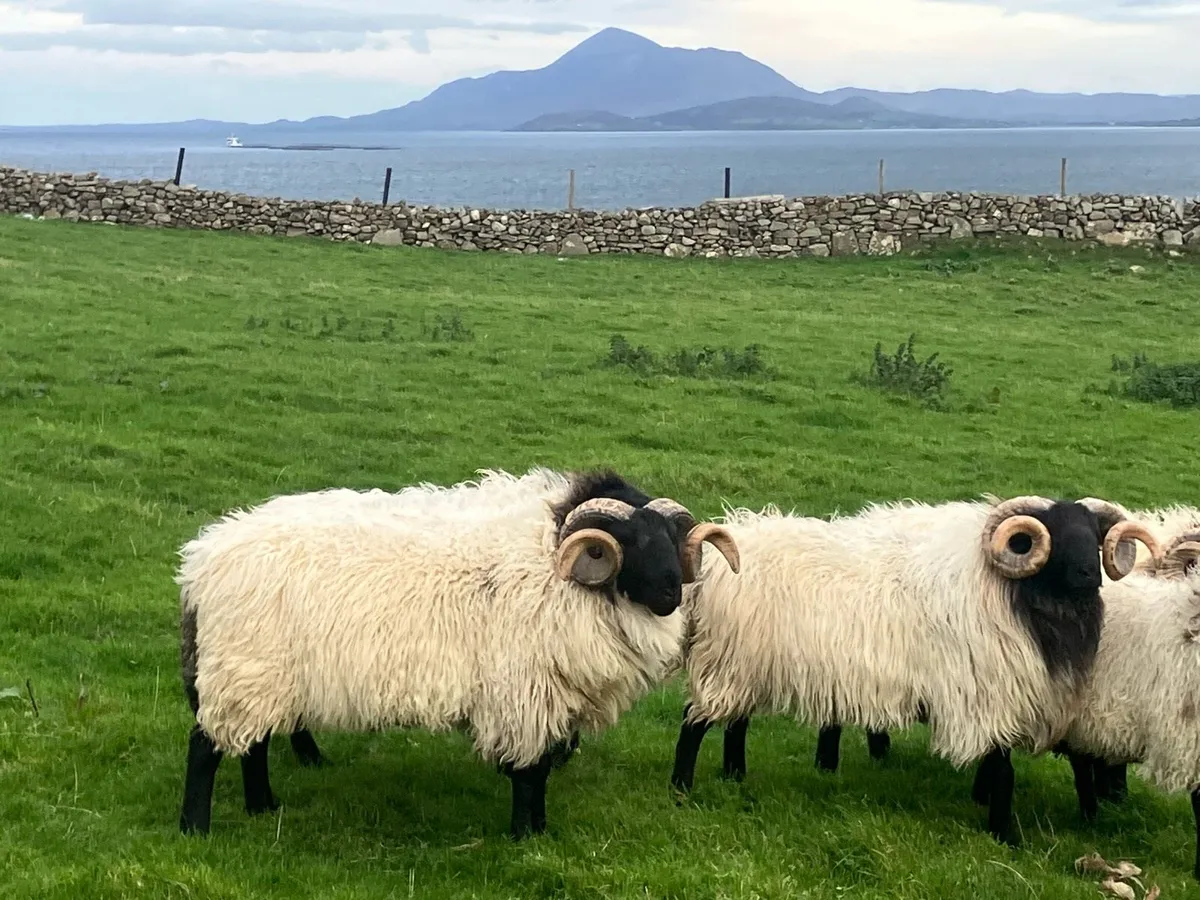 Mayo blackface mountain Rams - Image 3