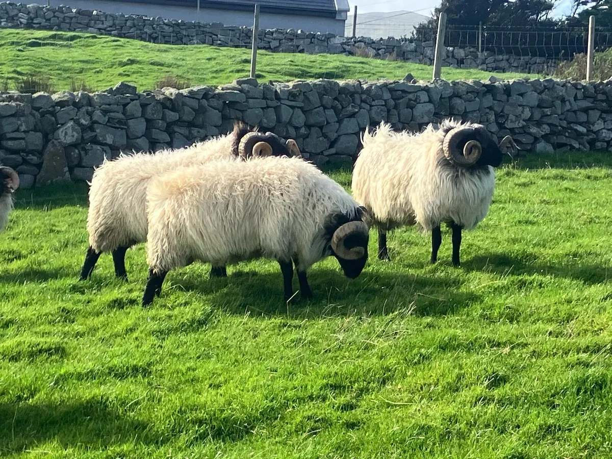 Mayo blackface mountain Rams - Image 2