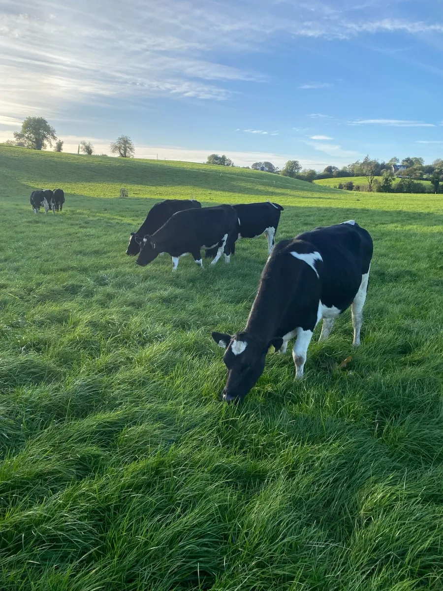 In calf heifers - Image 1