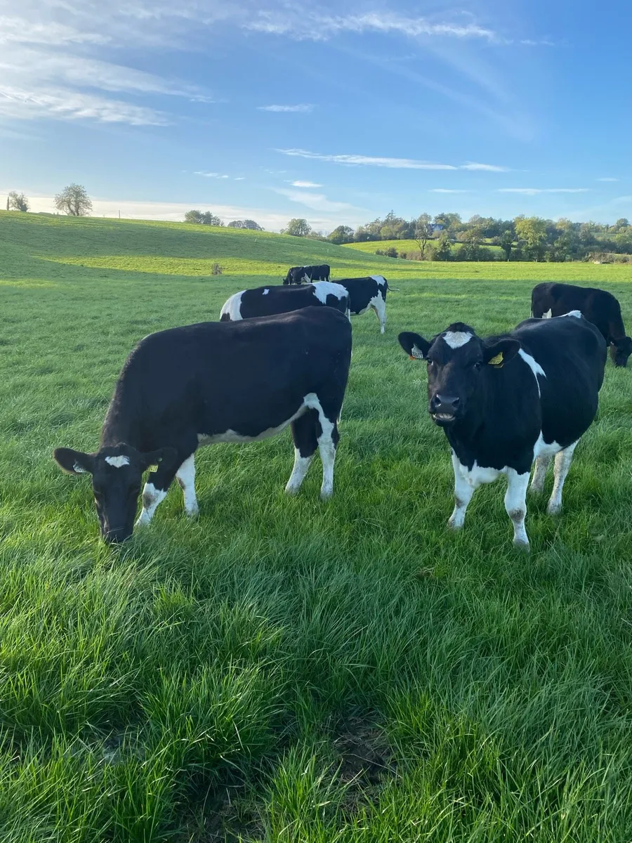 In calf heifers - Image 2