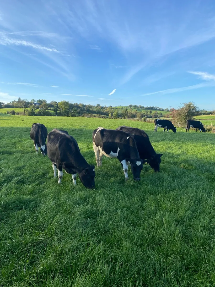 In calf heifers - Image 3