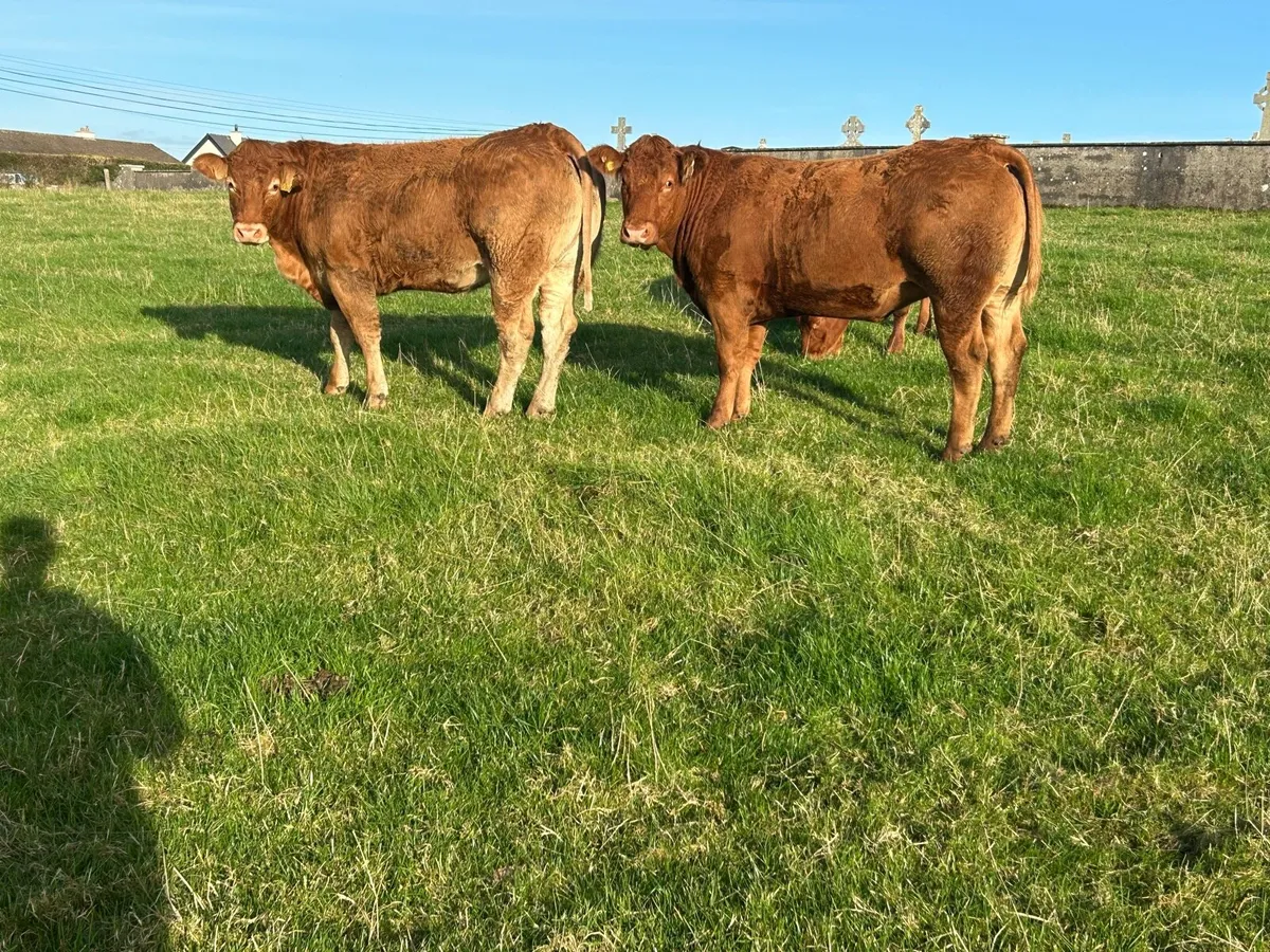 Super Limousine Bulling Heifers - Image 1