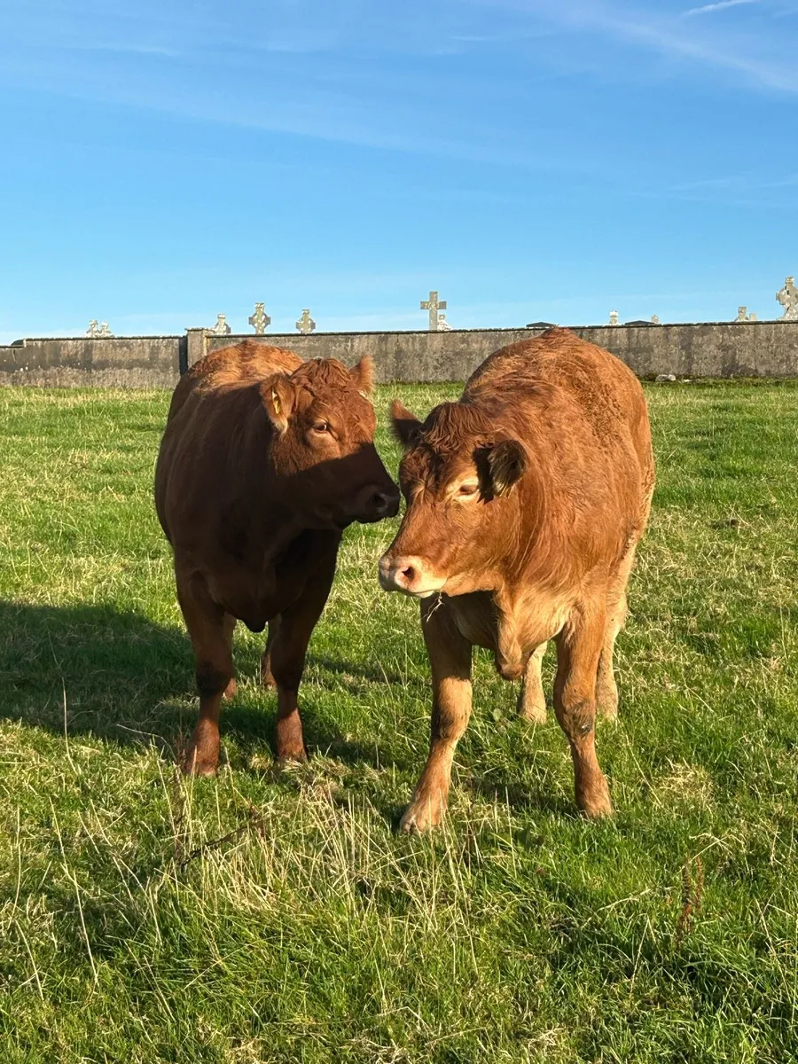 Super Limousine Bulling Heifers - Image 2