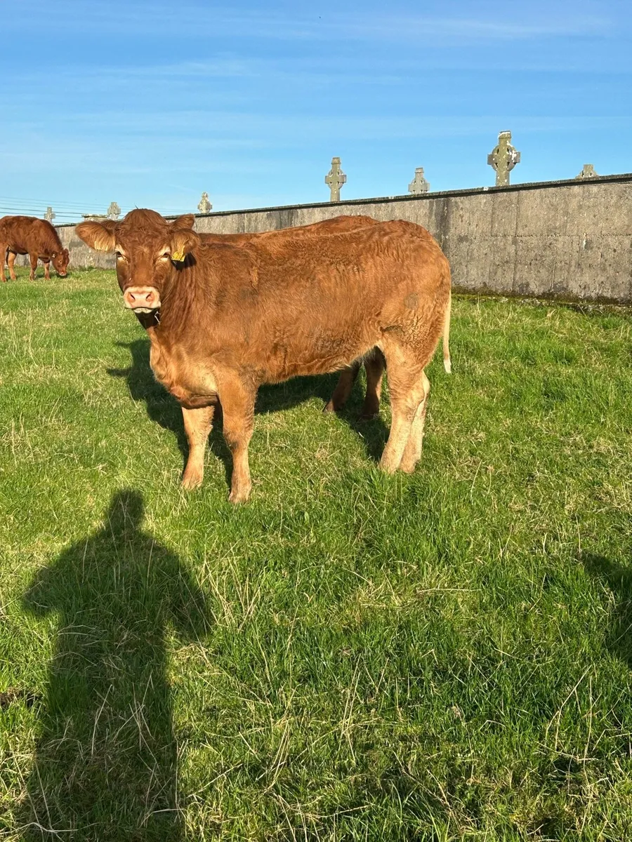 Super Limousine Bulling Heifers - Image 3