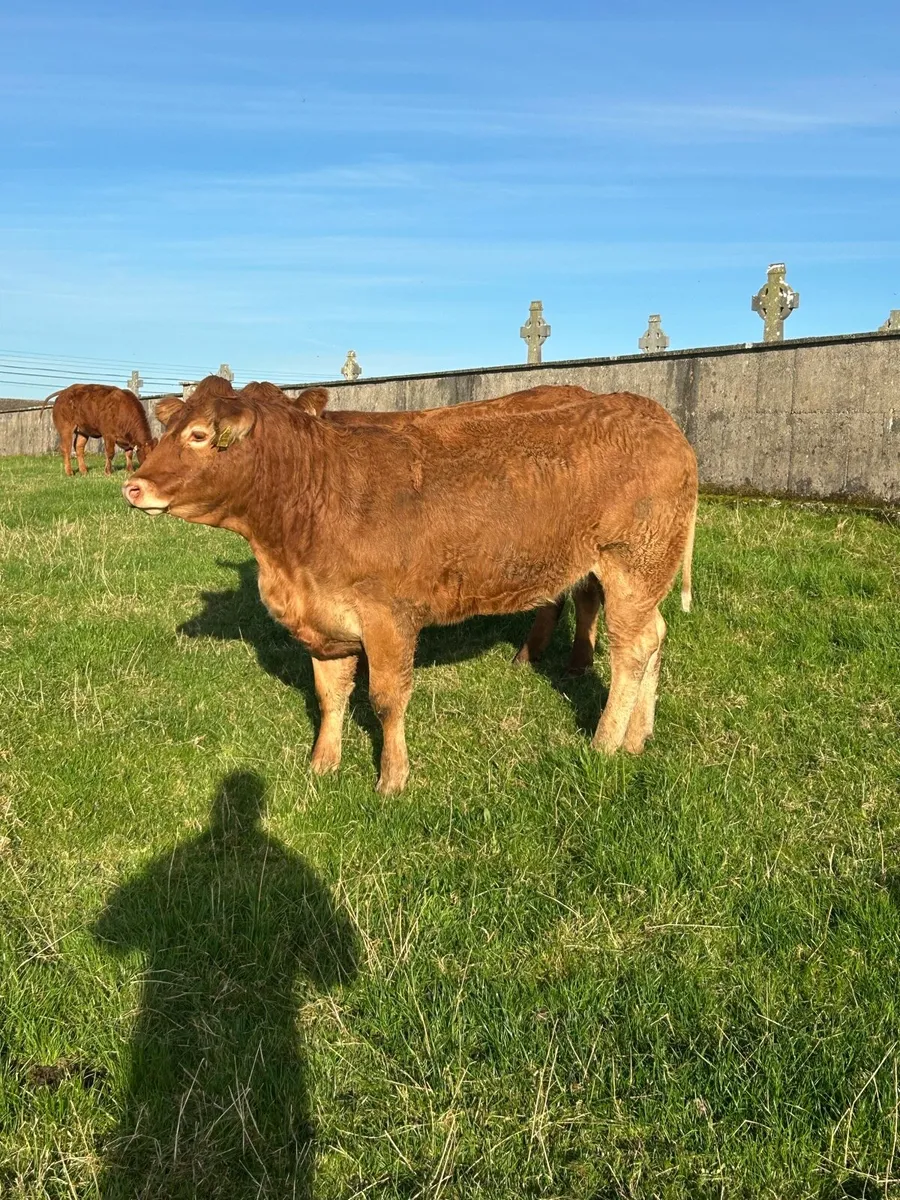 Super Limousine Bulling Heifers - Image 4