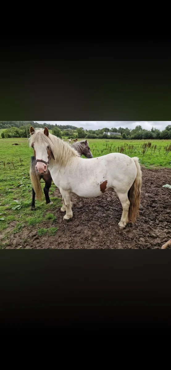 Cob mare and colt foal - Image 1