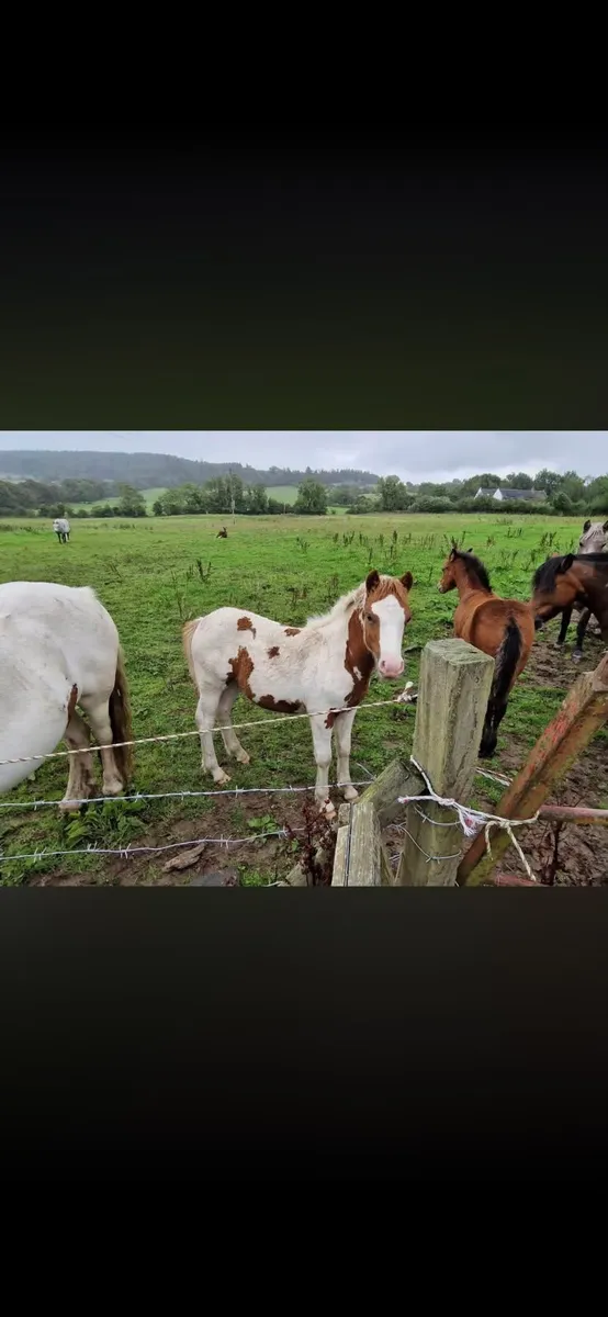 Cob mare and colt foal - Image 2