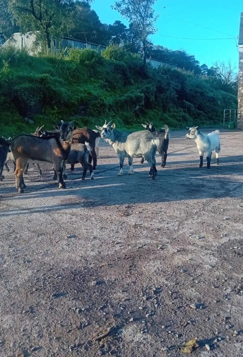 Pygmy. Kid. Goats 🐐 - Image 4