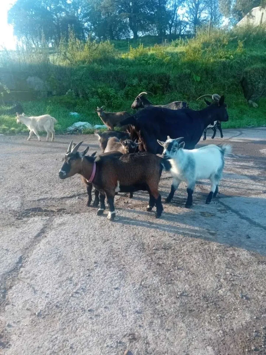 Pygmy. Kid. Goats 🐐 - Image 1