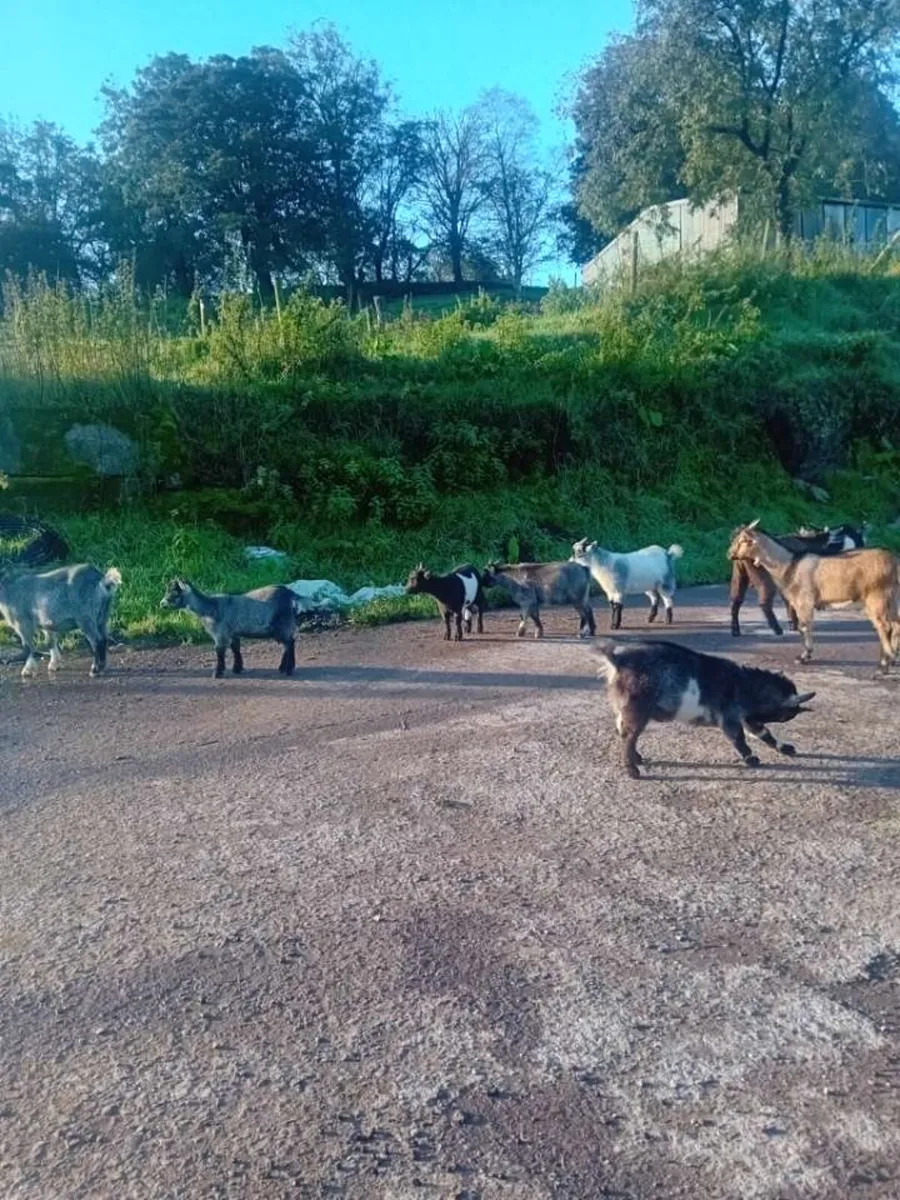 Pygmy. Kid. Goats 🐐 - Image 2