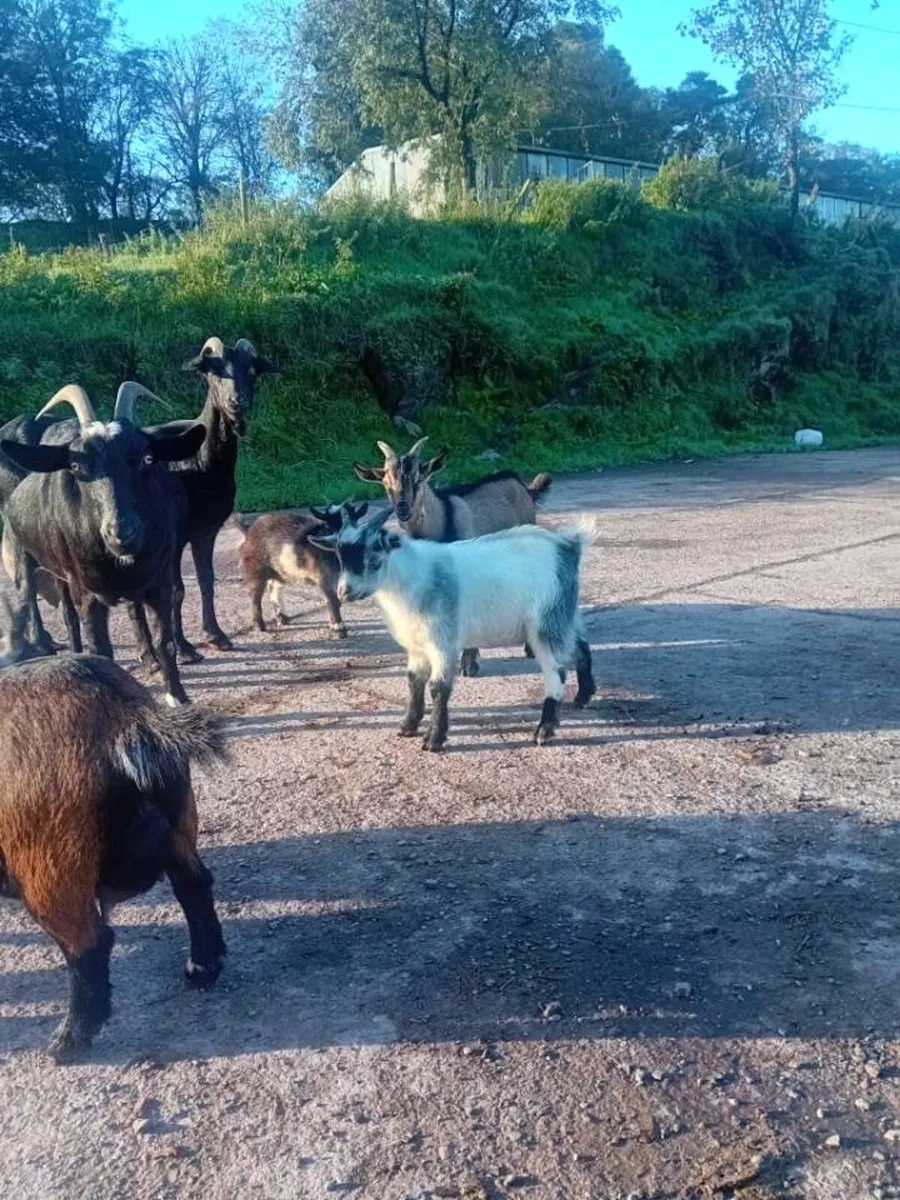 Pygmy. Kid. Goats 🐐 - Image 3