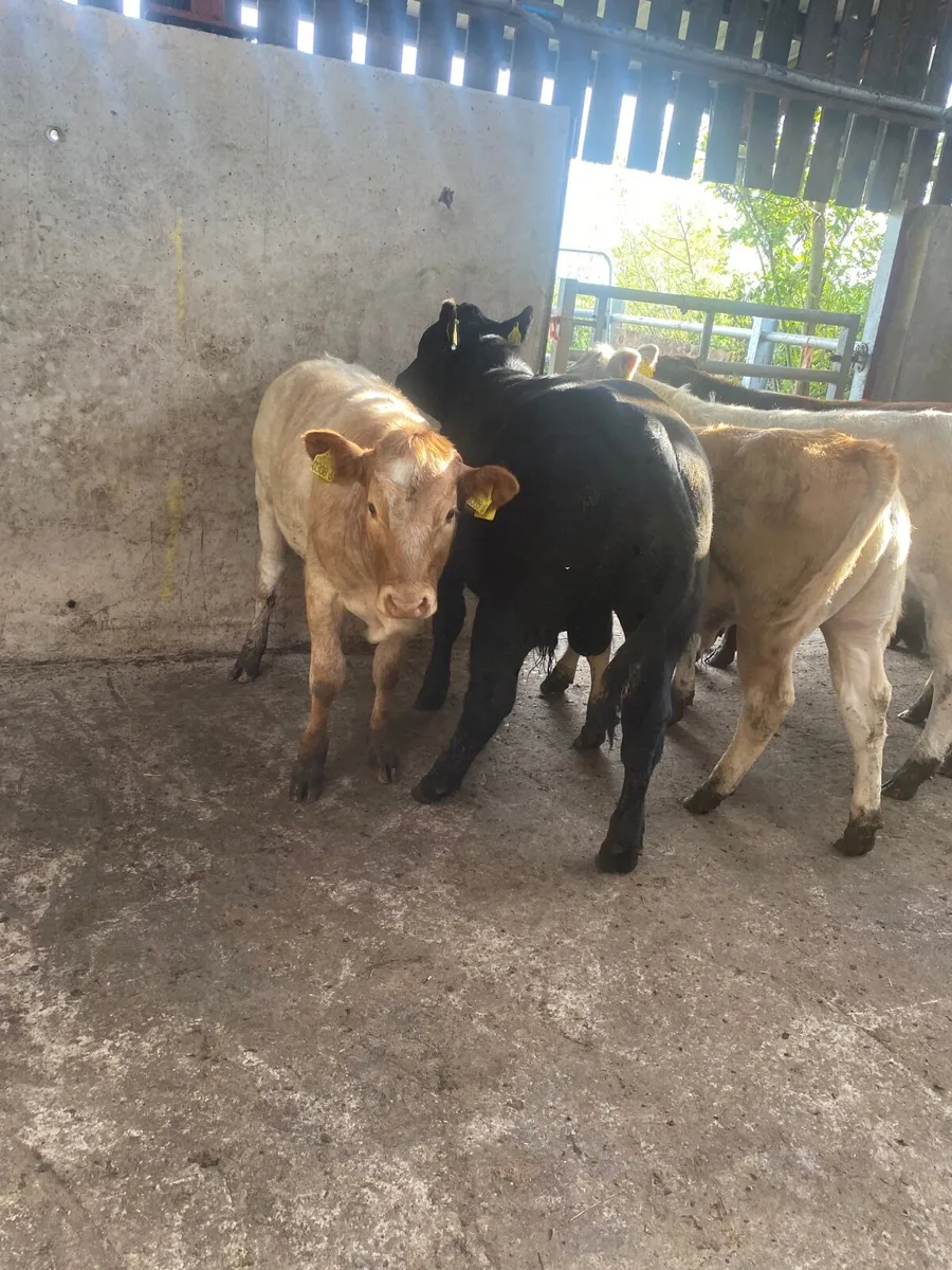 Home grown cattle, no moves….. - Image 2