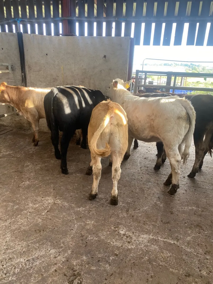 Home grown cattle, no moves….. - Image 1