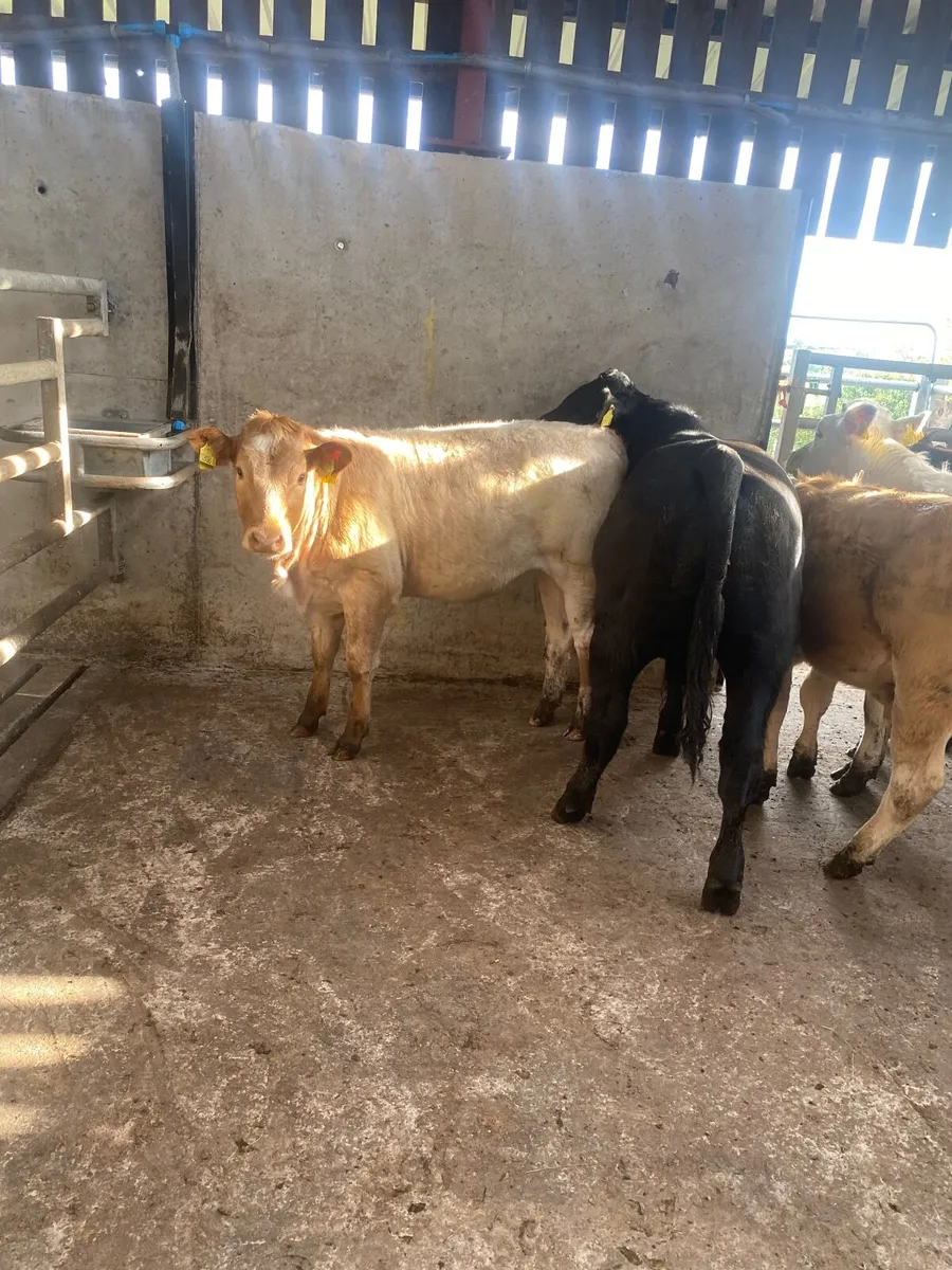 Home grown cattle, no moves….. - Image 3