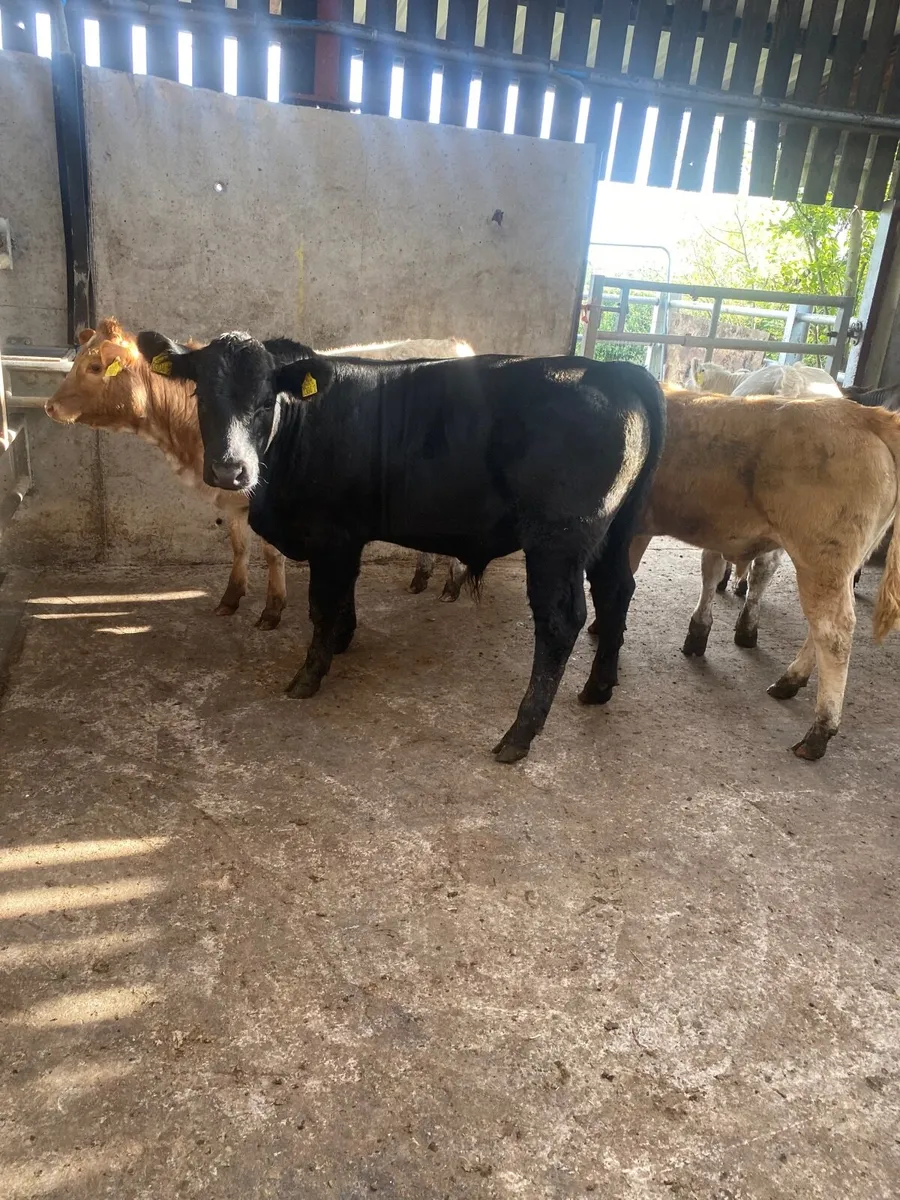 Home grown cattle, no moves….. - Image 4