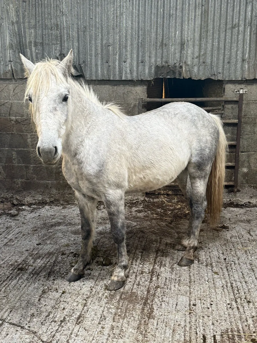 3 year old gelding - Image 1