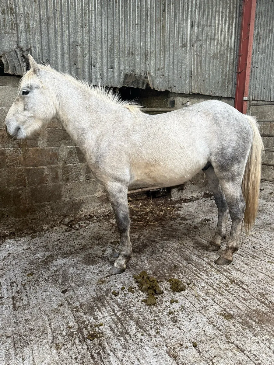 3 year old gelding - Image 3