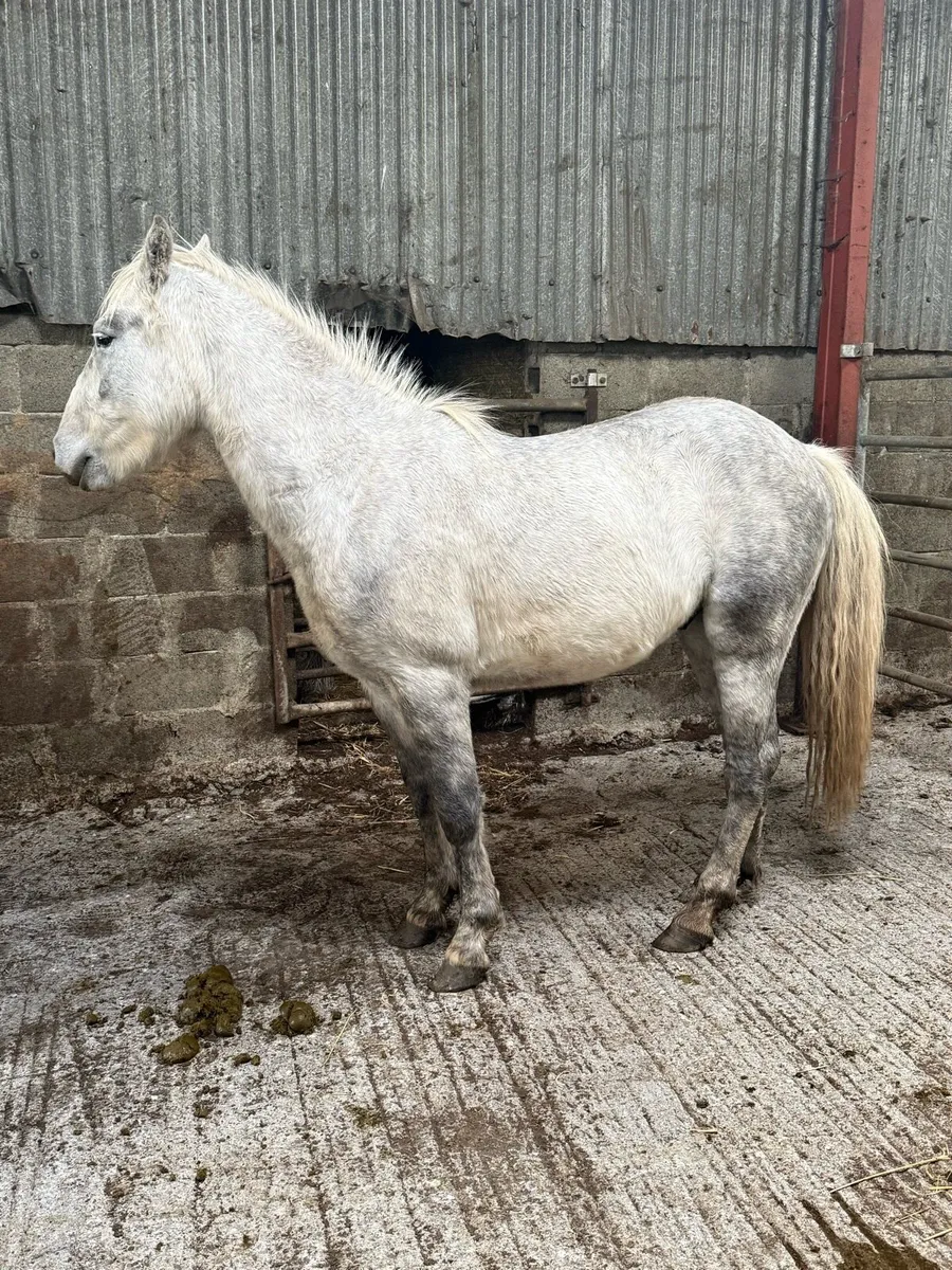 3 year old gelding - Image 2