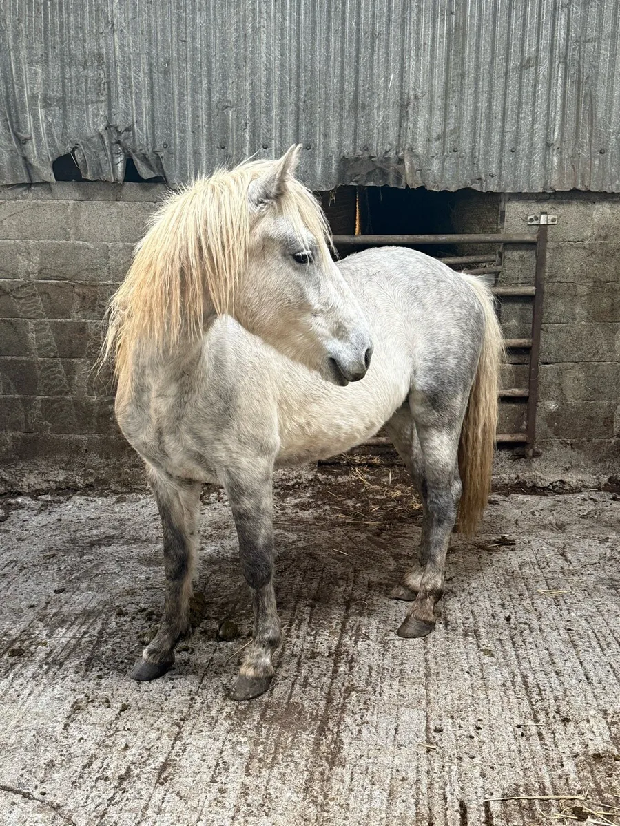 3 year old gelding - Image 4