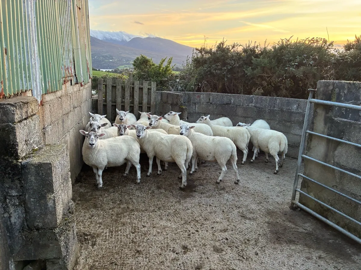 Hogget Ewes - Image 1