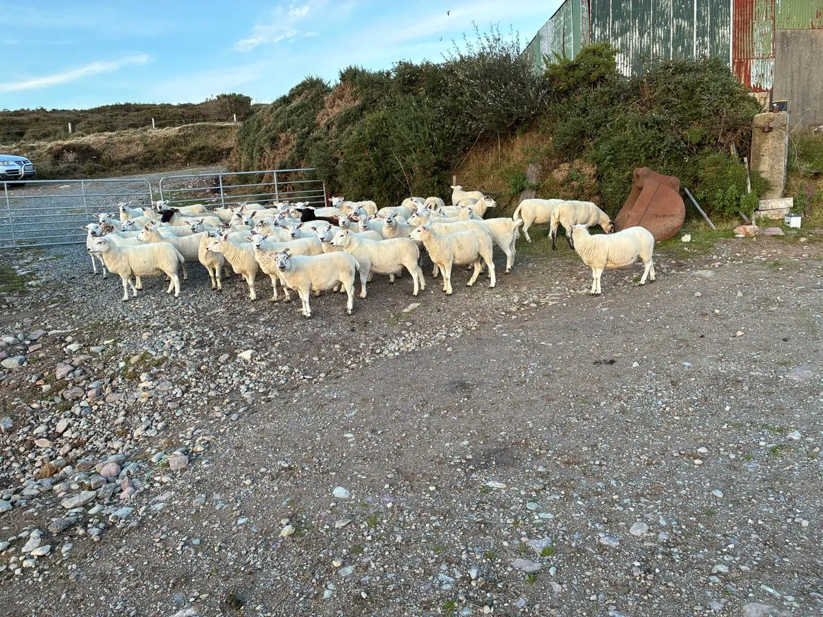 Hogget Ewes - Image 2