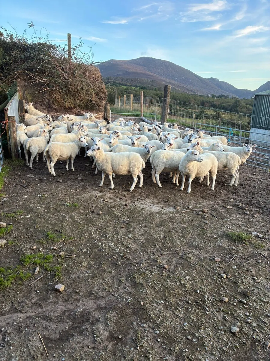 Hogget Ewes - Image 3