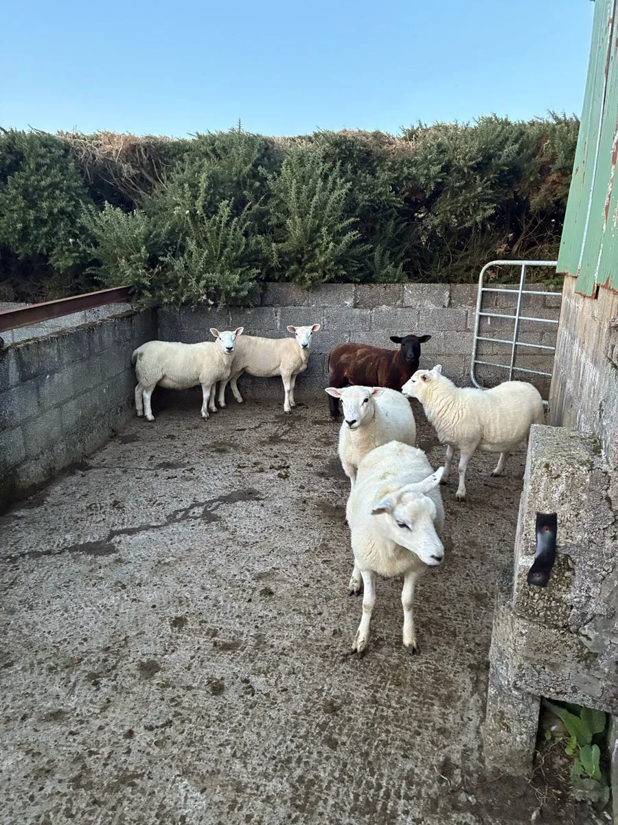 Hogget Ewes - Image 3