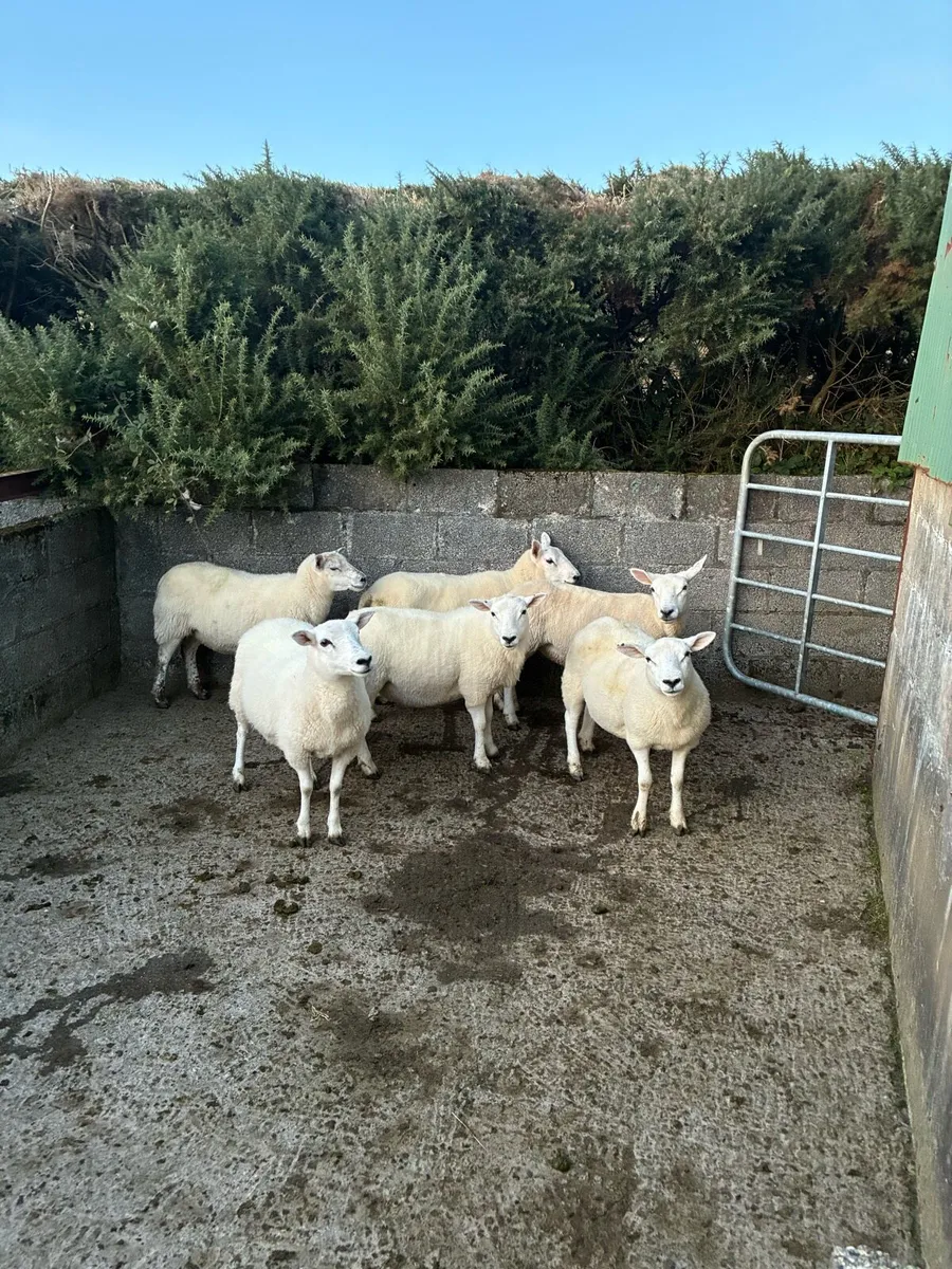 Hogget Ewes - Image 4