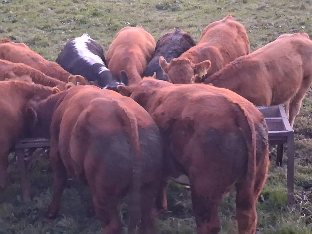 LMX Bull Weanlings - Image 1