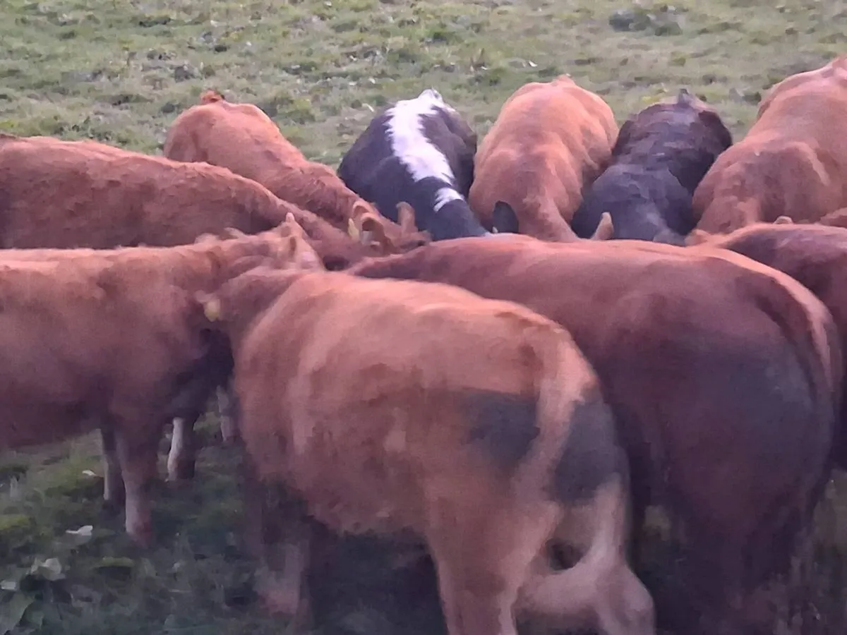 LMX Bull Weanlings - Image 2