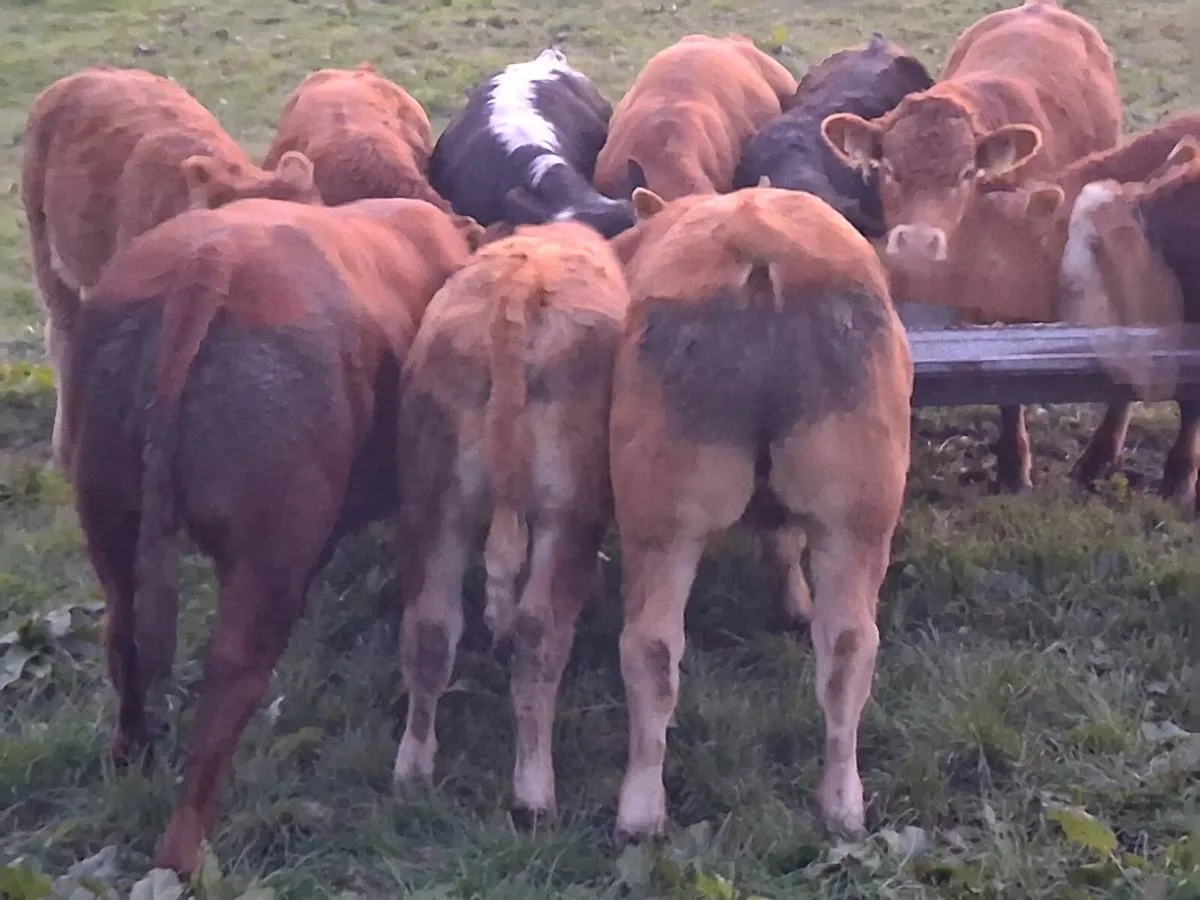 LMX Bull Weanlings - Image 3