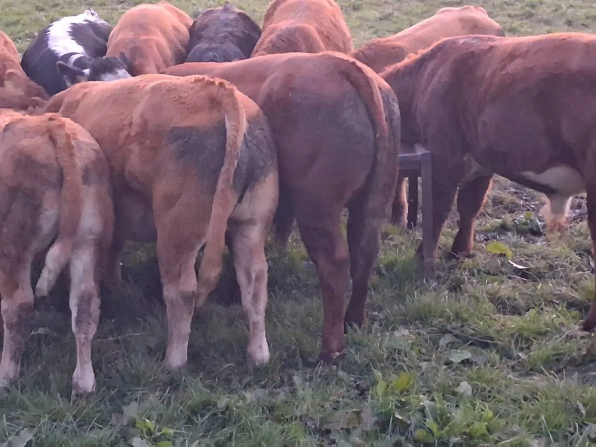 LMX Bull Weanlings - Image 4