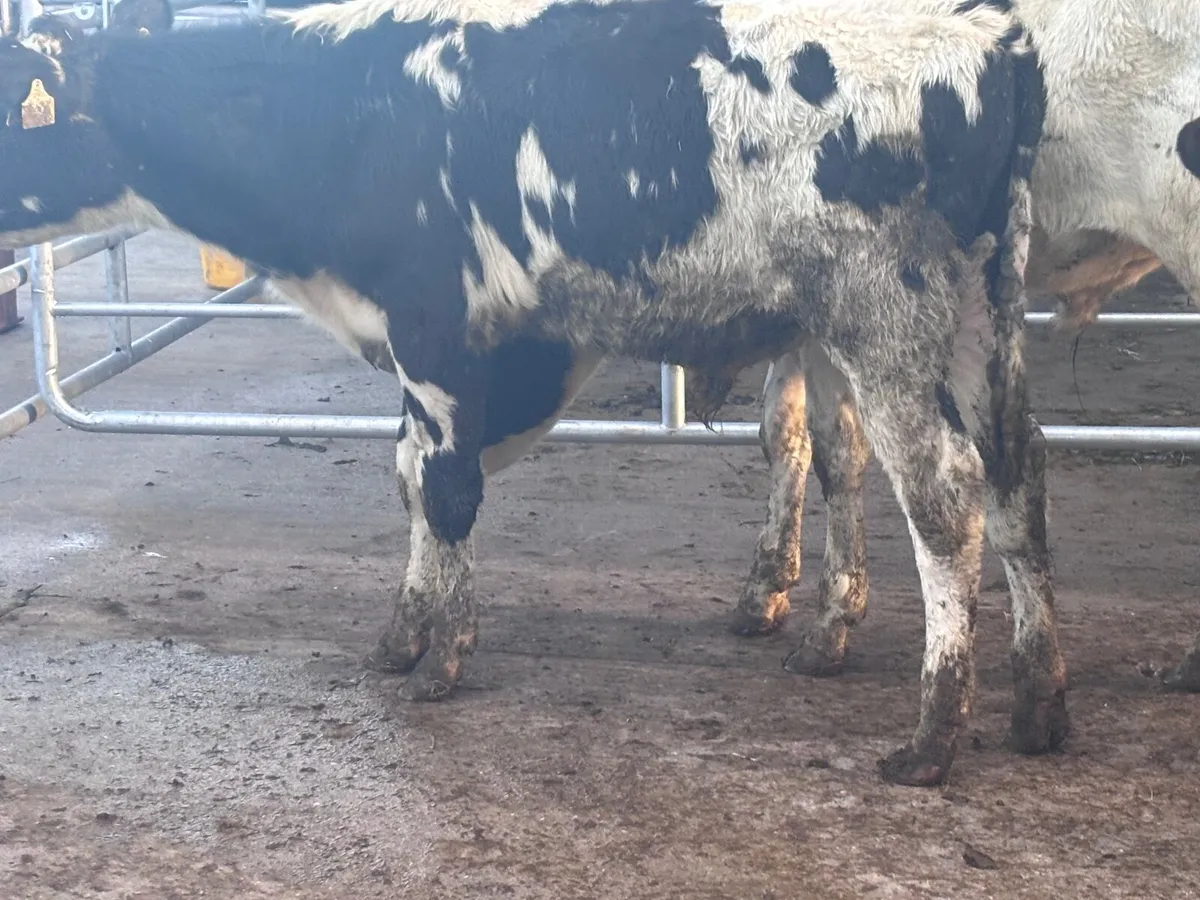3 Freisan bull Weanlings for sale - Image 4