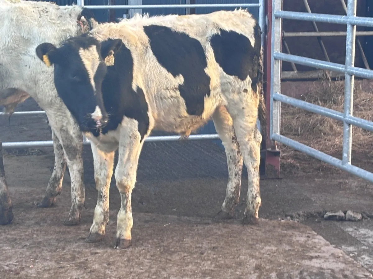 3 Freisan bull Weanlings for sale - Image 1