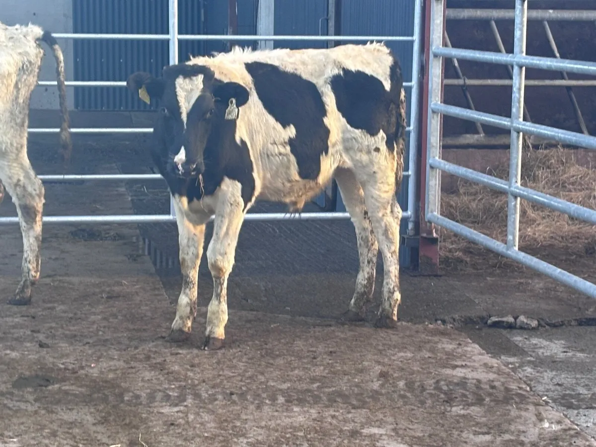 3 Freisan bull Weanlings for sale - Image 2
