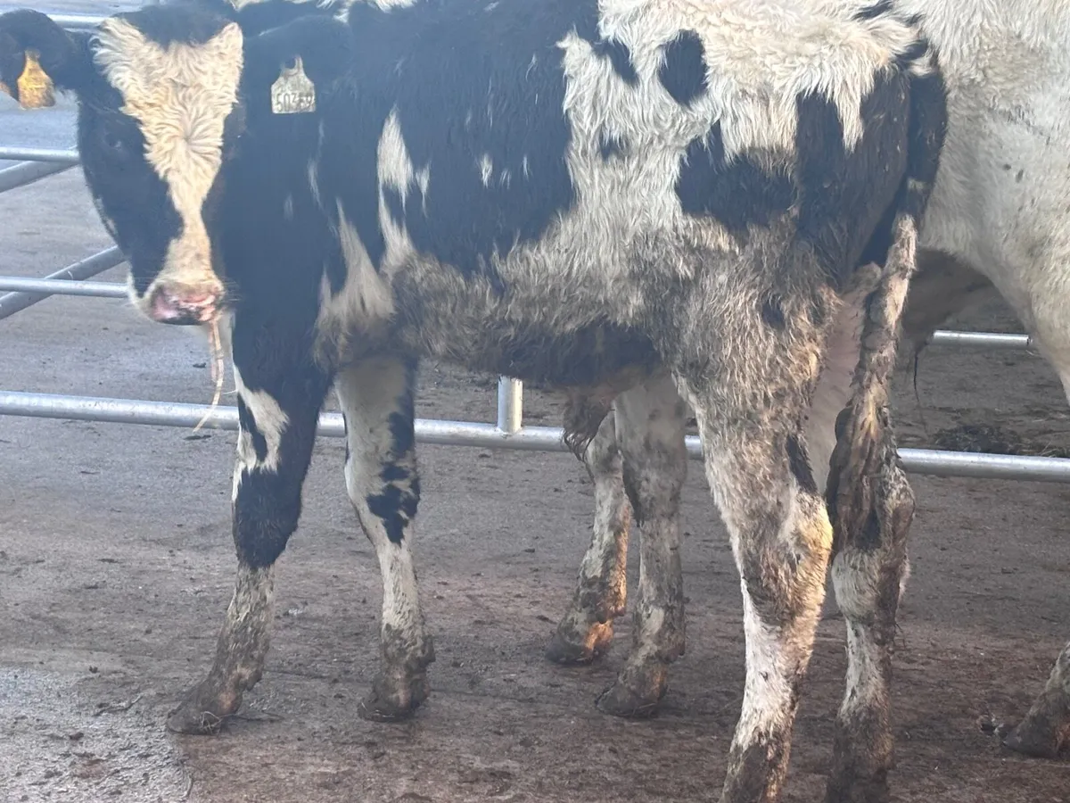 3 Freisan bull Weanlings for sale - Image 3