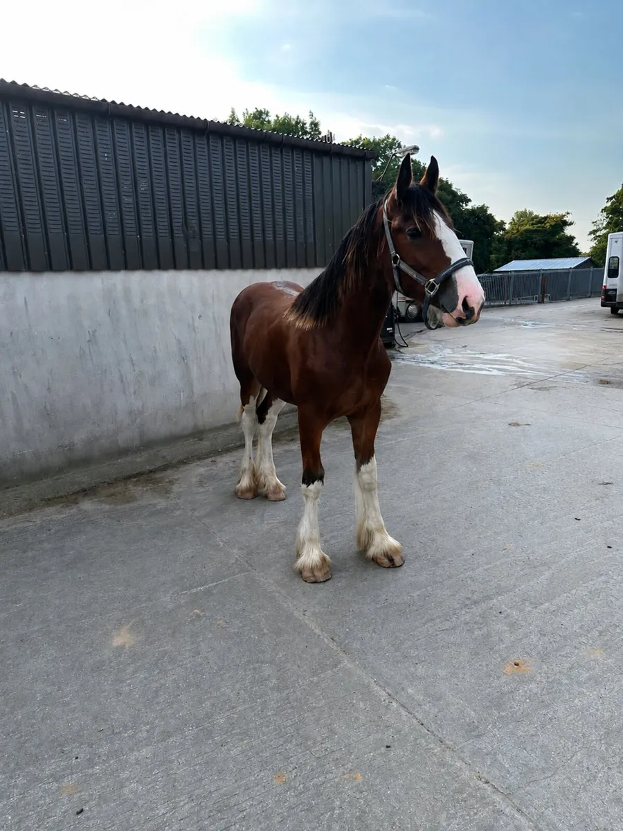 Clydesdale and shire yearling colts - Image 1