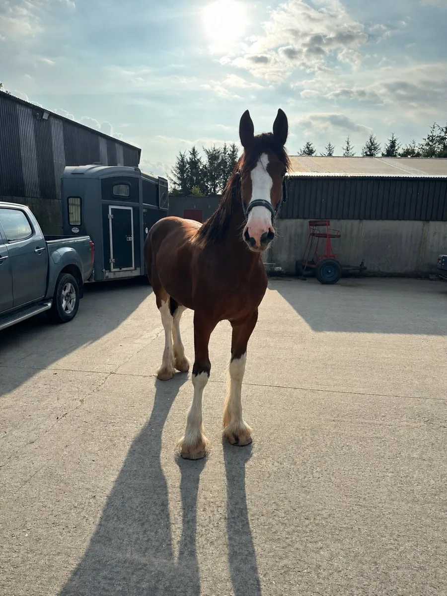 Clydesdale and shire yearling colts - Image 2