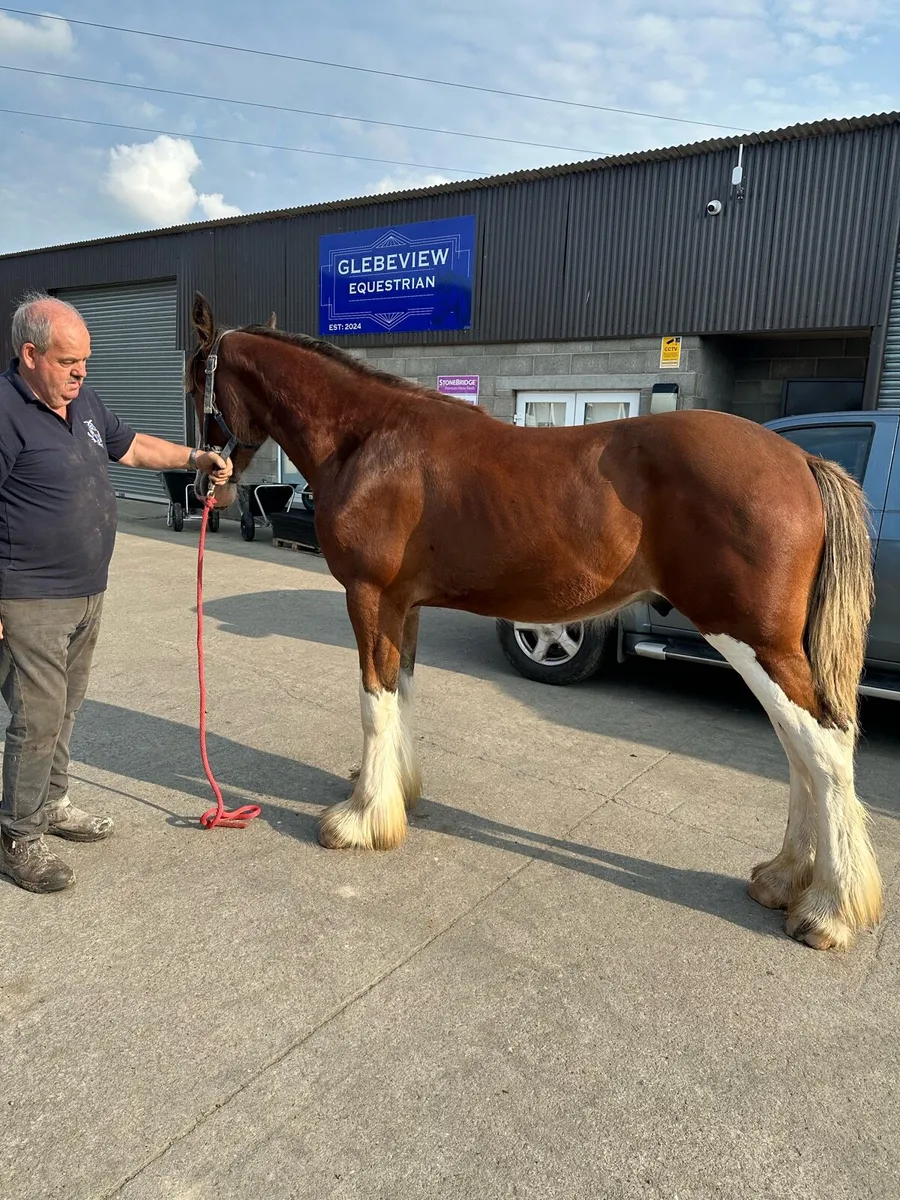 Clydesdale and shire yearling colts - Image 3