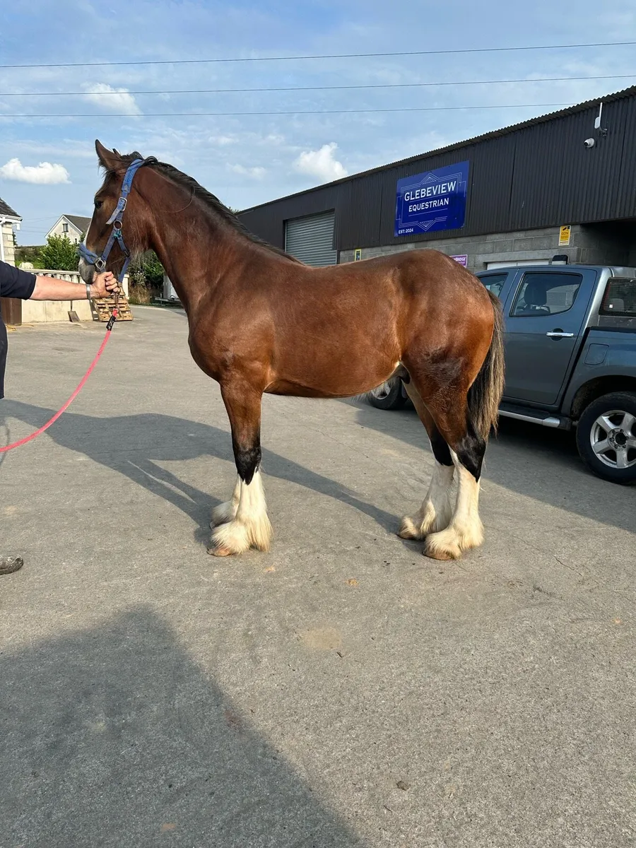 Clydesdale and shire yearling colts - Image 4