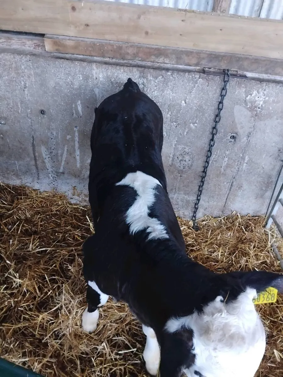 Hx bull calves - Image 1