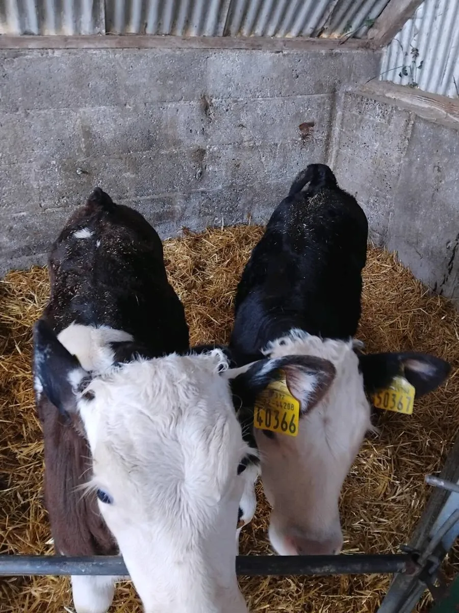 Hx bull calves - Image 2