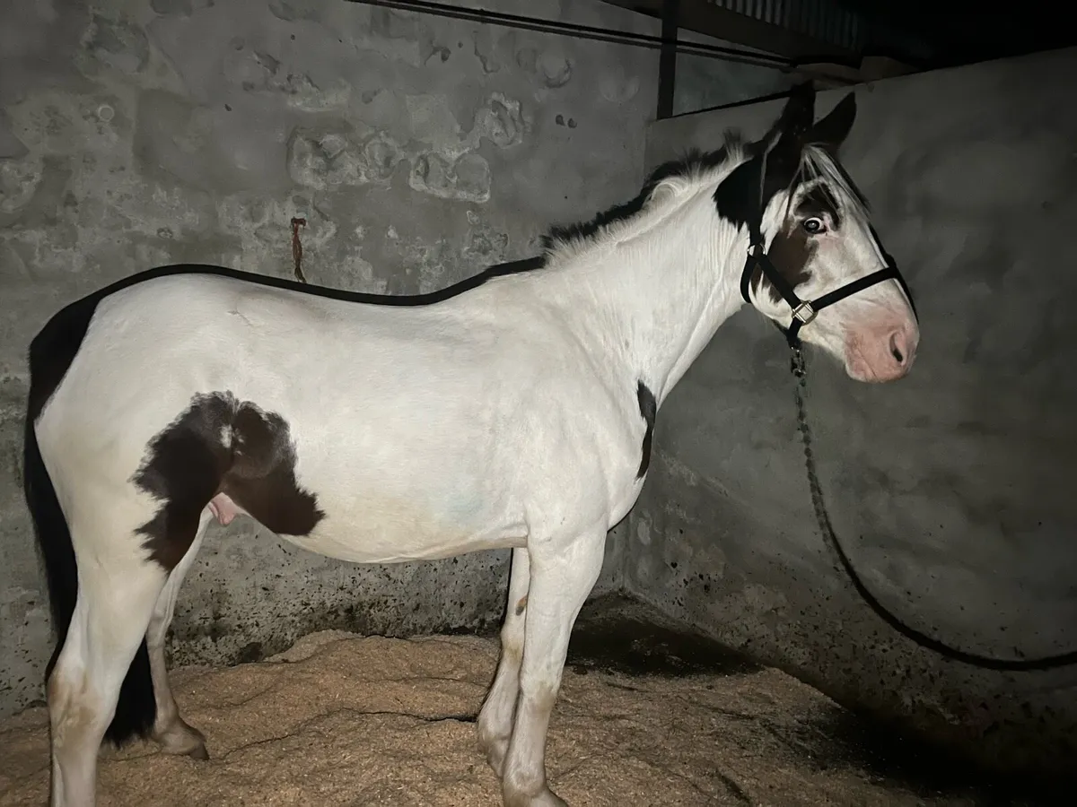 15 hand cob gelding - Image 1