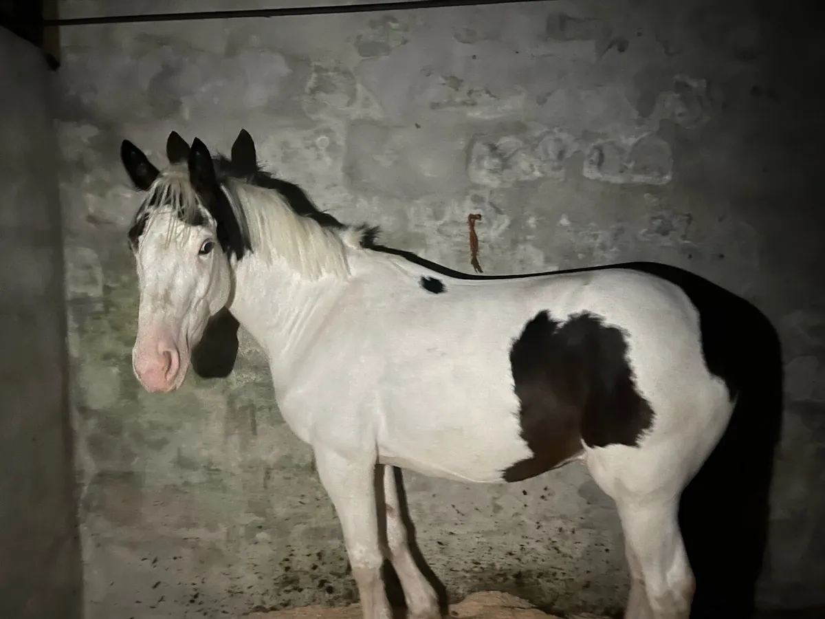 15 hand cob gelding - Image 2